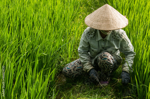 Vietnamese rice field