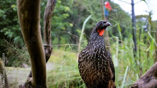 Foto de passaro preto com papo vermelho na mata do Stock | Adobe Stock