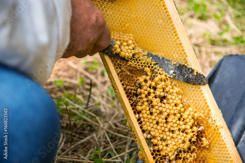 The beekeeper cuts the bad honeycomb photo
