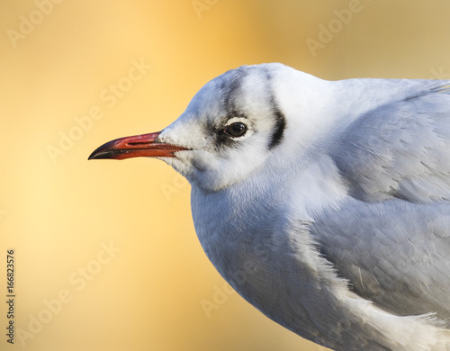 The black-headed gull