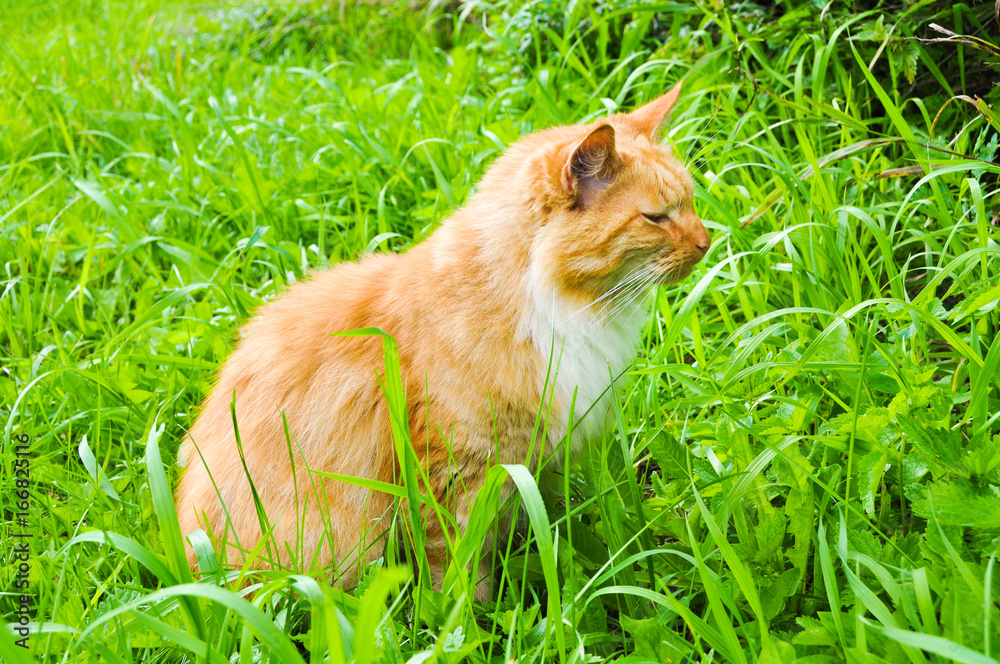 Cute red cat eating green grass outdoors
