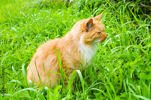 Cute red cat eating green grass outdoors © zanna_
