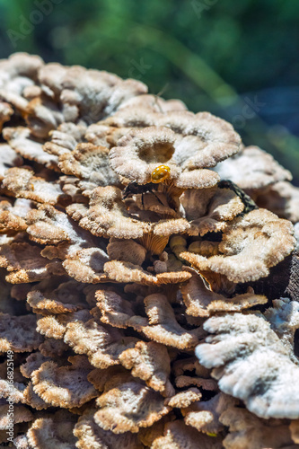 Inedible mushroom Melanistic ordinary ( lat. Schizophyllum commune )