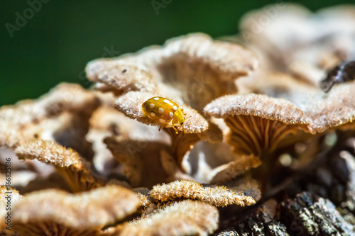 Ladybug beetle shestnadtsatiletnyaya (lat. Halyzia sedecimguttata)on the mushroom Derelictio ordinary (lat. Schizophyllum commune)