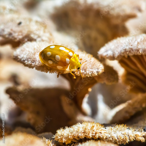 Ladybug beetle shestnadtsatiletnyaya (lat. Halyzia sedecimguttata)on the mushroom Derelictio ordinary (lat. Schizophyllum commune) photo