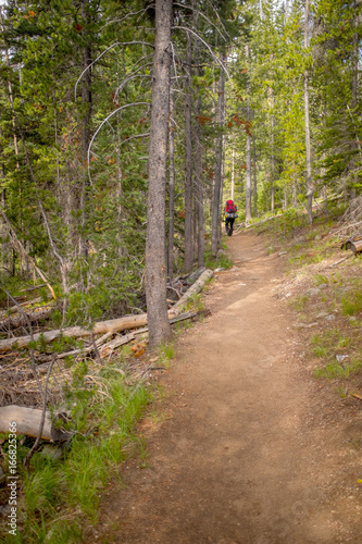 Idaho hiking trail through a green forest