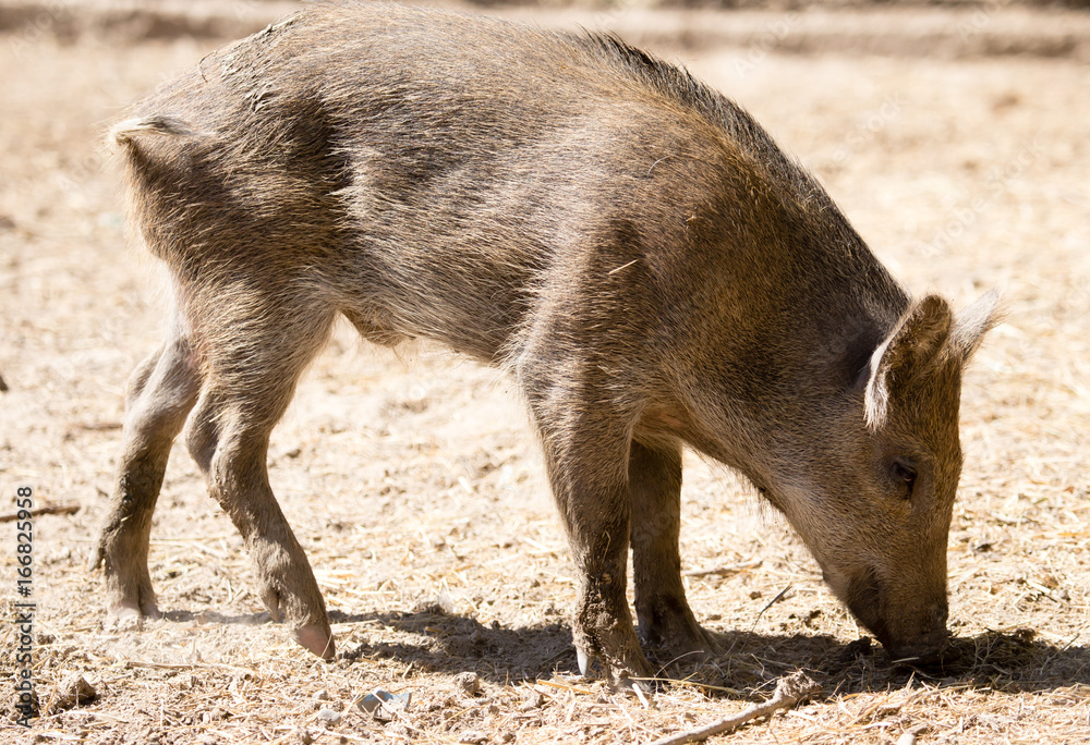 Wild boar in the zoo Wild boar in the zoo