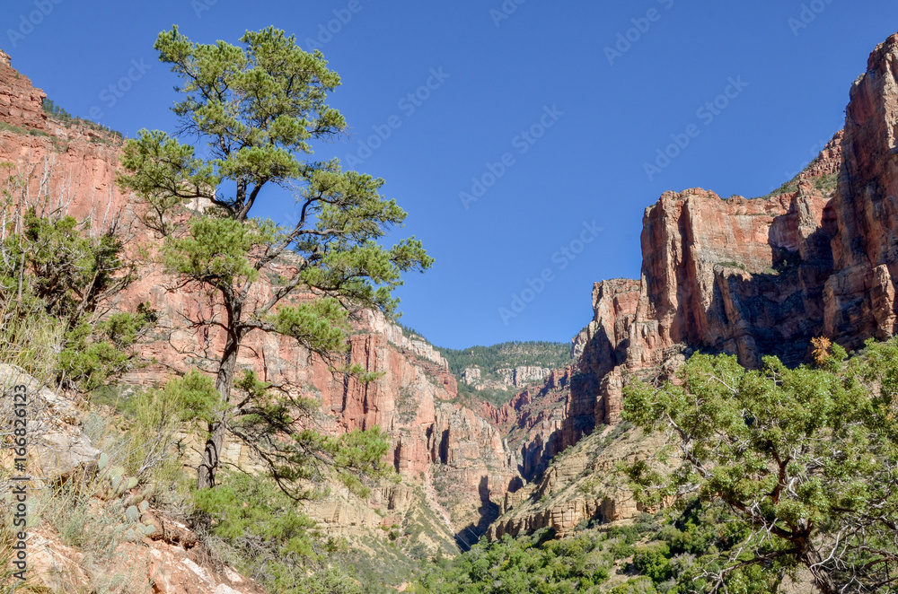 pine trees on the slopes of Roaring Springs Canyon 
North Rim, Grand Canyon National Park, Arizona, USA 