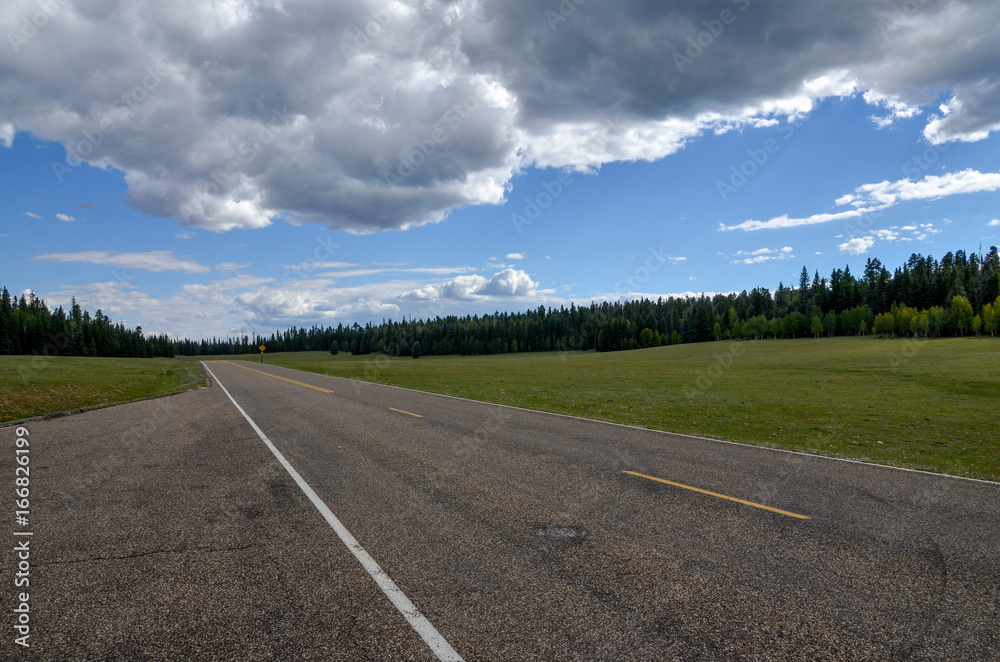 Fototapeta premium Grand Canyon Highway (Az-67 route) route passing subalpine grasslands and forests on Kaibab plateau North Rim, Grand Canyon National Park, Cococino County, Arizona, USA 
