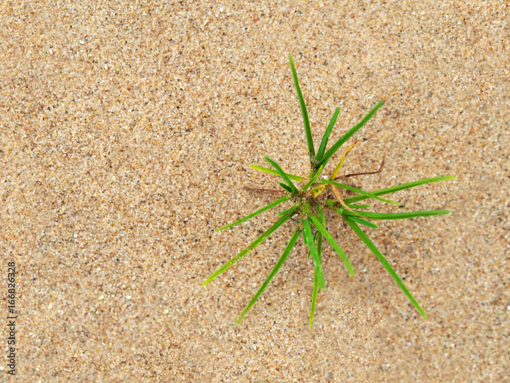 Young green sprout plant on a background of beige and brown sand ornamental texture. Fresh leaves, lonely green plant in the desert. Natural background. Top view Young green sprout plant on a background of beige and brown sand ornamental texture. Fresh leaves, lonely green plant in the desert. Natural background. Top view