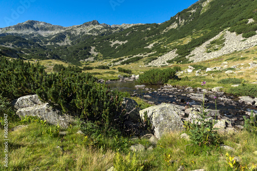 Landscape with clear water of Mountain river  Pirin Mountain  Bulgaria