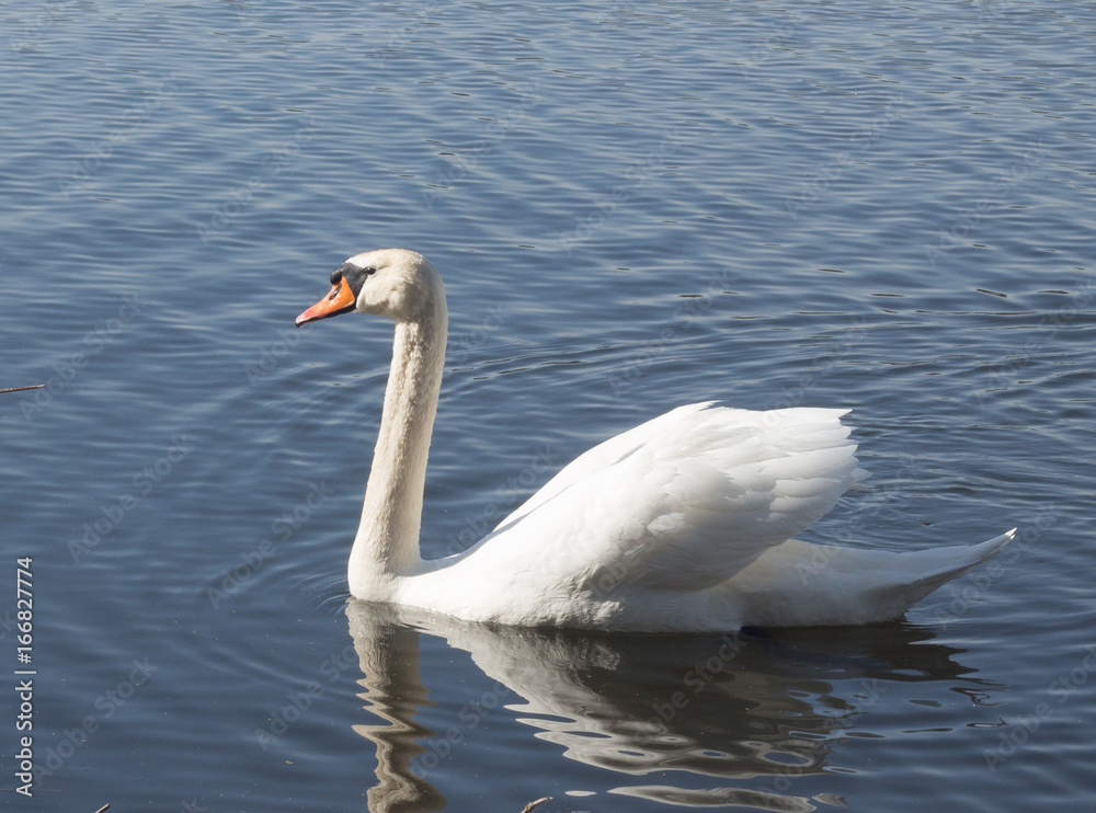 Swan Swan