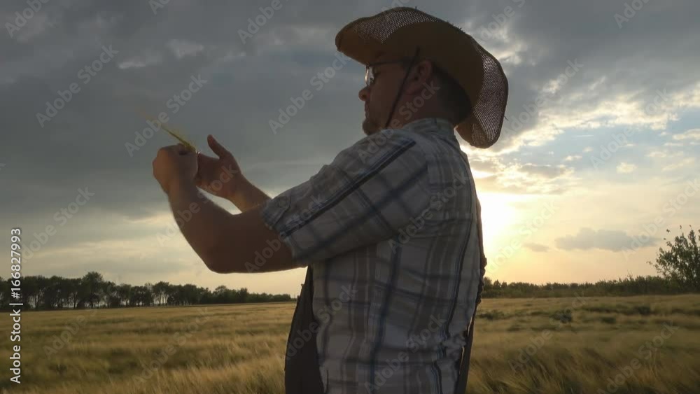 farmer analyzes the barley field farmer analyzes the barley field