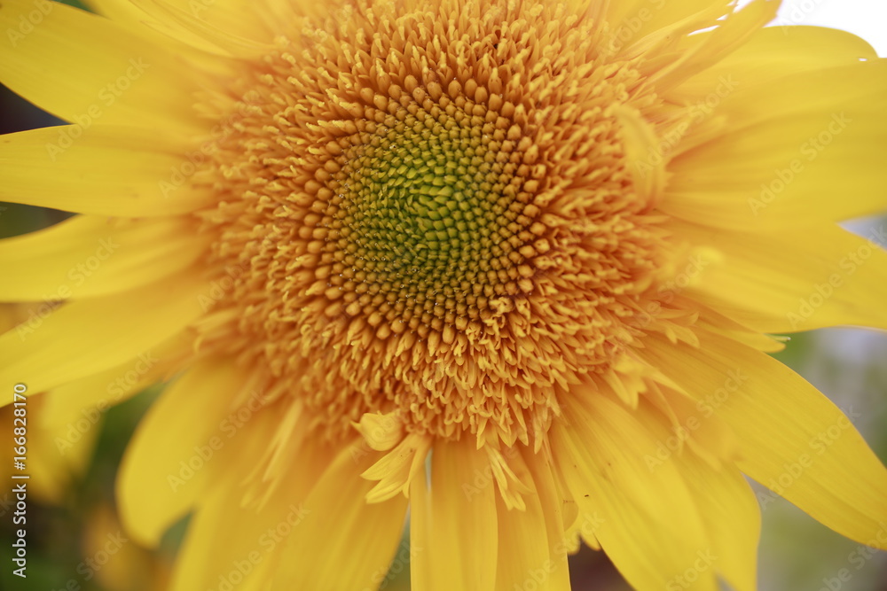 Macro shot of sunflower for sale at the Farmers Market Macro shot of sunflower for sale at the Farmers Market