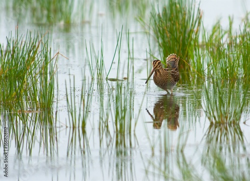 Snipe on the west coast in Sweden 