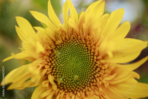 Macro shot of sunflower for sale at the Farmers Market