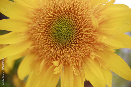 Macro shot of sunflower for sale at the Farmers Market