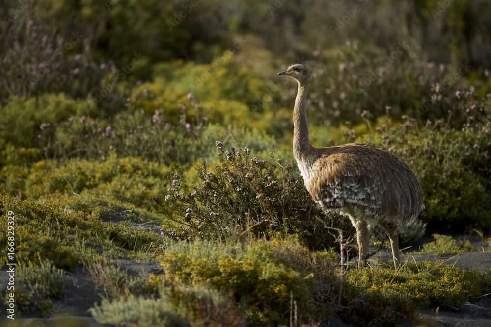 Darwin's Rhea, Lesser Rhea (Rhea pennata) (Rhea pennata) Darwin's Rhea, Lesser Rhea (Rhea pennata) (Rhea pennata)
