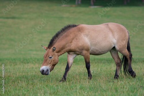 Cheval de Przewalski