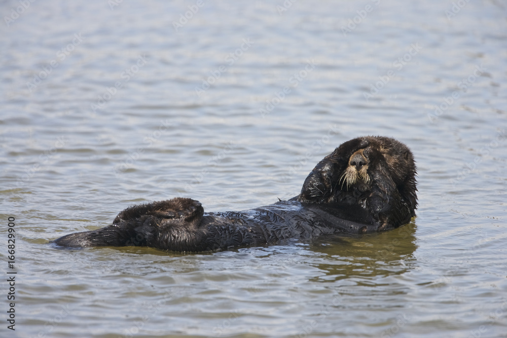 Naklejka premium Sea otter (Enhydra lutris), Monterrey Bay, California