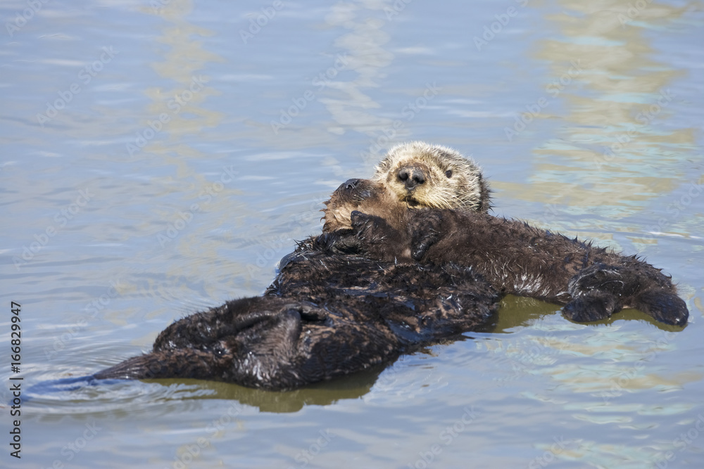 Fototapeta premium Sea otter (Enhydra lutris), Monterrey Bay, California