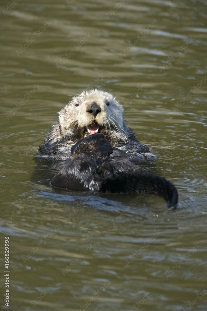 Sea otter (Enhydra lutris), Monterrey Bay, California