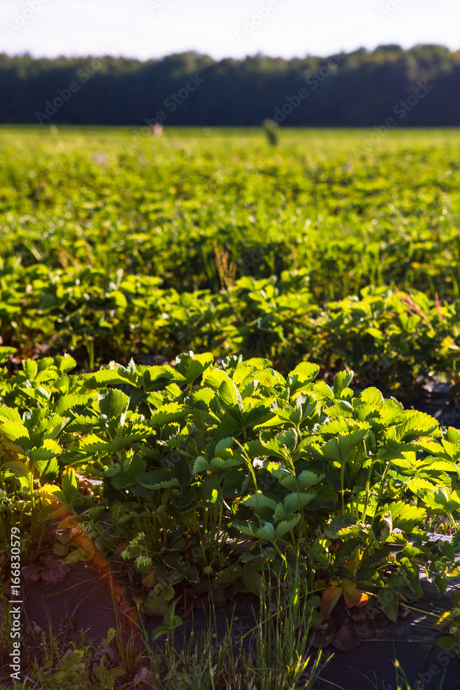 Rows of Strawberry plants in a strawberry field Rows of Strawberry plants in a strawberry field