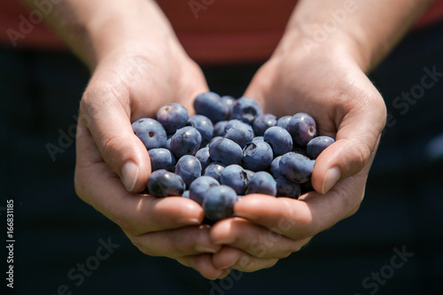 A handful of blue blueberries in female hands