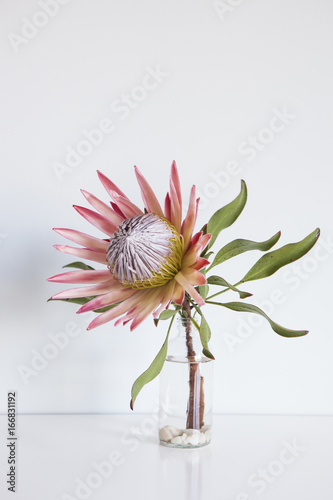 King Protea