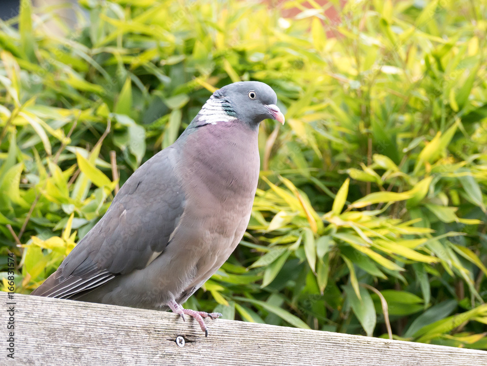 Obraz premium Portrait of adult common wood pigeon, Columba palumbus, perching on wooden beam
