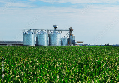 Grain in corn Field. Set of storage tanks cultivated agricultural crops processing plant.
