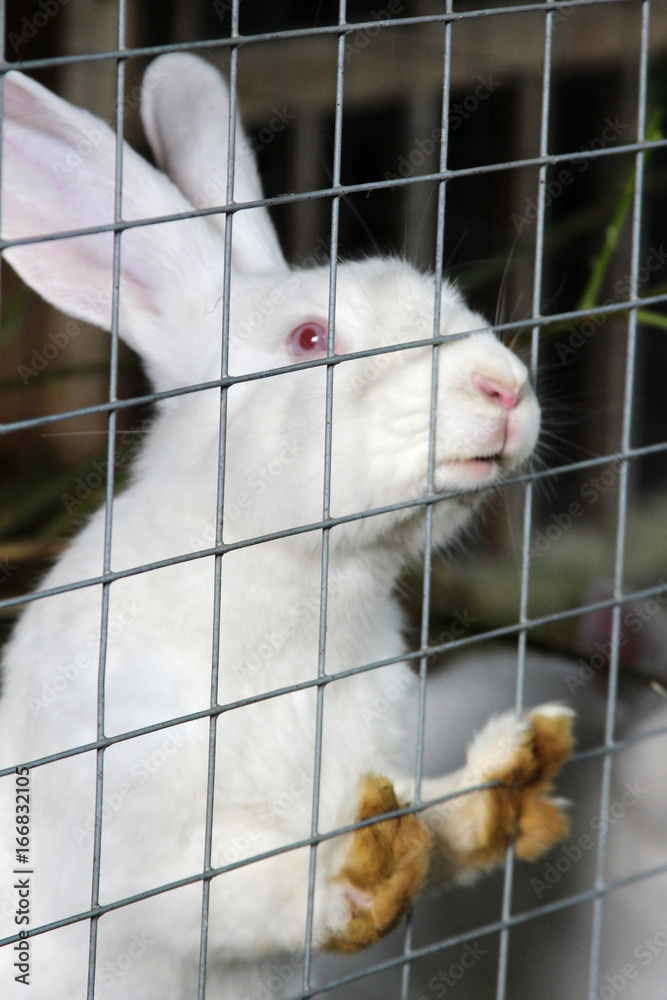 Obraz premium rabbit