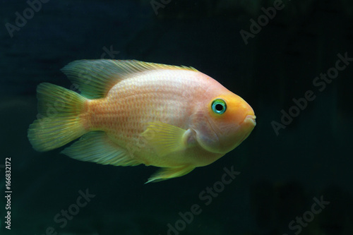 Blood parrot cichlid fish in aquarium