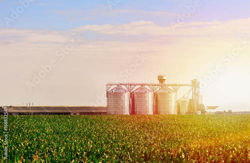 Fotografie, Tablou Grain in corn Field