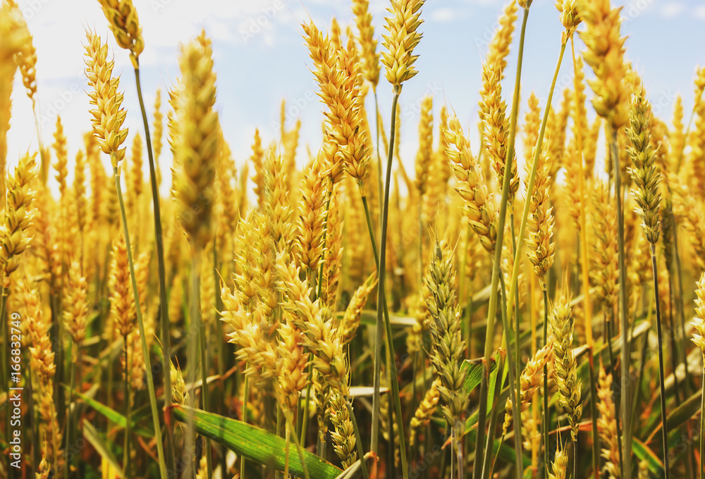 Fototapeta premium golden harvest under blue cloudy sky