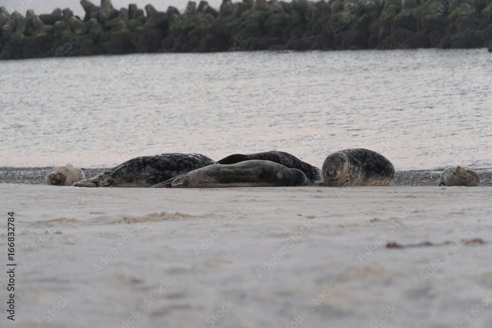 Obraz premium robben auf helgoland