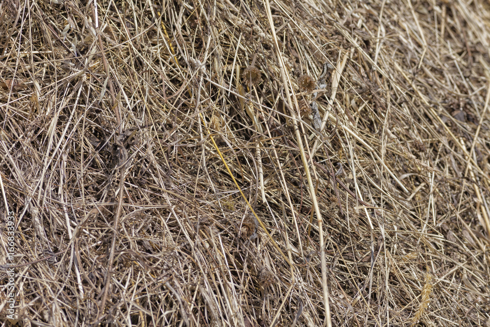 Dry grass.