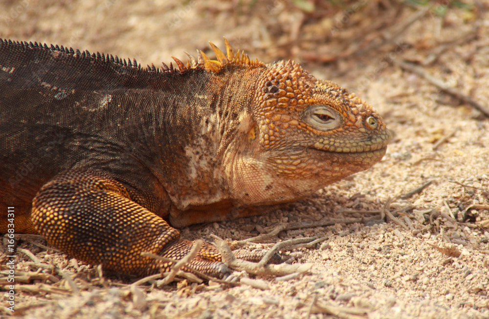 Fototapeta premium Close up of Galapagos Land Iguana