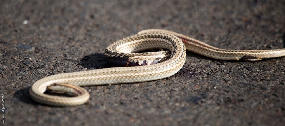 Obraz premium Auto crippled a snake on the road