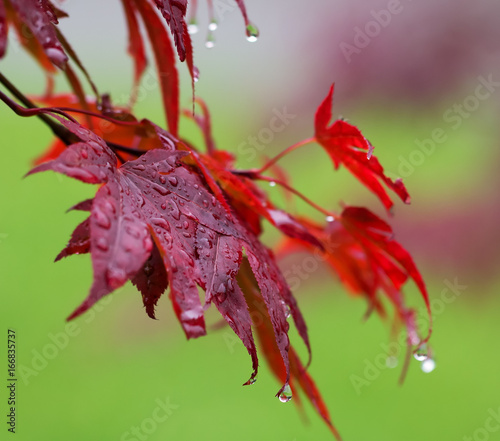 Leaves of red Japanese-maple  Acer japonicum  with water drops after rain
