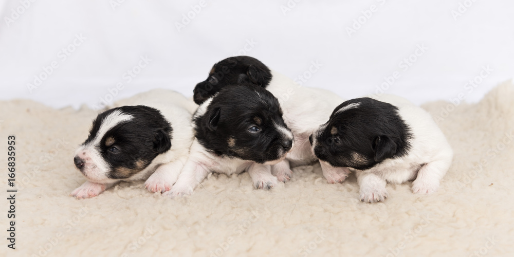 Dog puppies 14 days old - Jack Russell Terrier