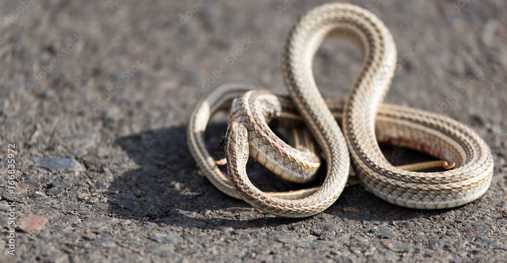 Auto crippled a snake on the road Auto crippled a snake on the road