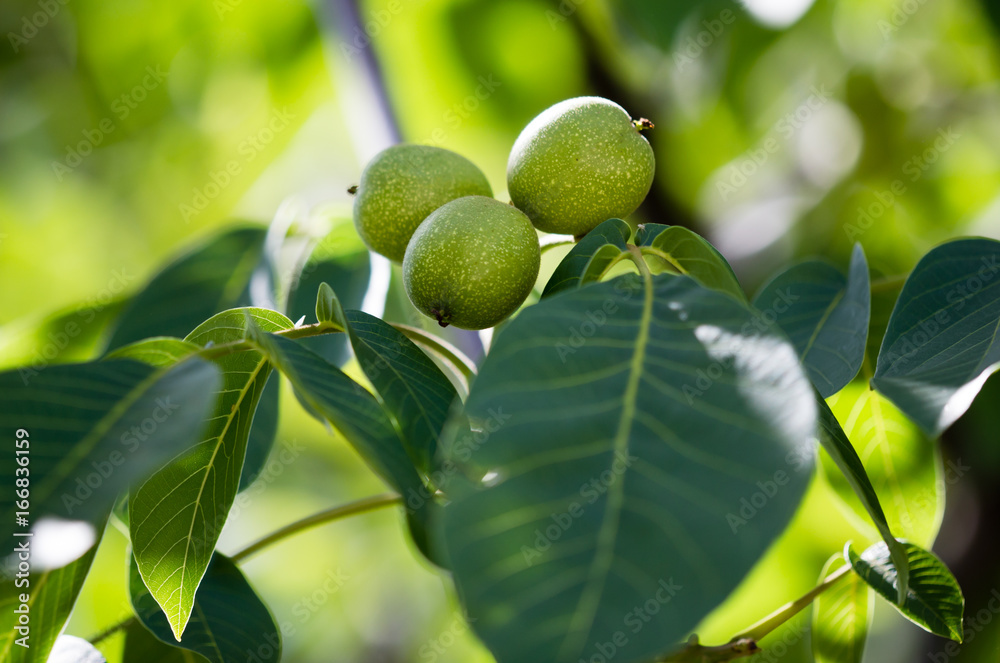Green walnuts on a tree in the nature