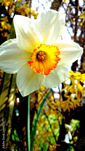 Blüte einer Osterglocke 