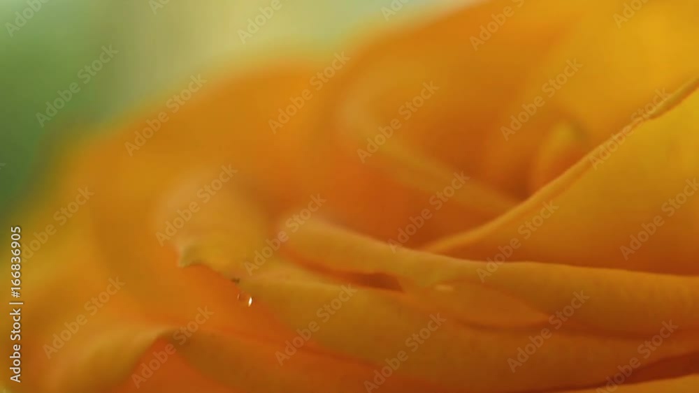 A drop falls on a yellow rose Stock Video | Adobe Stock
