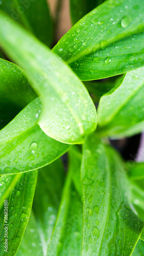 water drops on green long leaf
