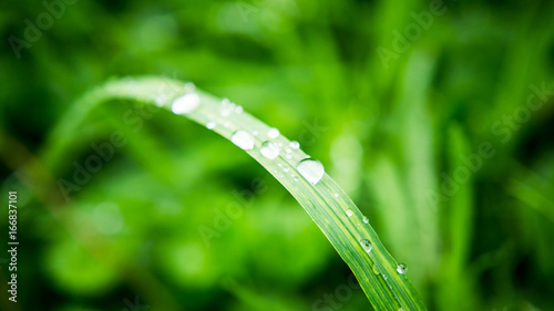 water drops on long blade of grass