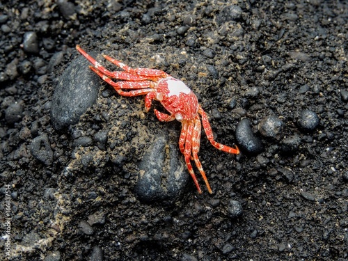 Hawaiian Crab Baked by Sun on Maui Island Volcanic Rocks