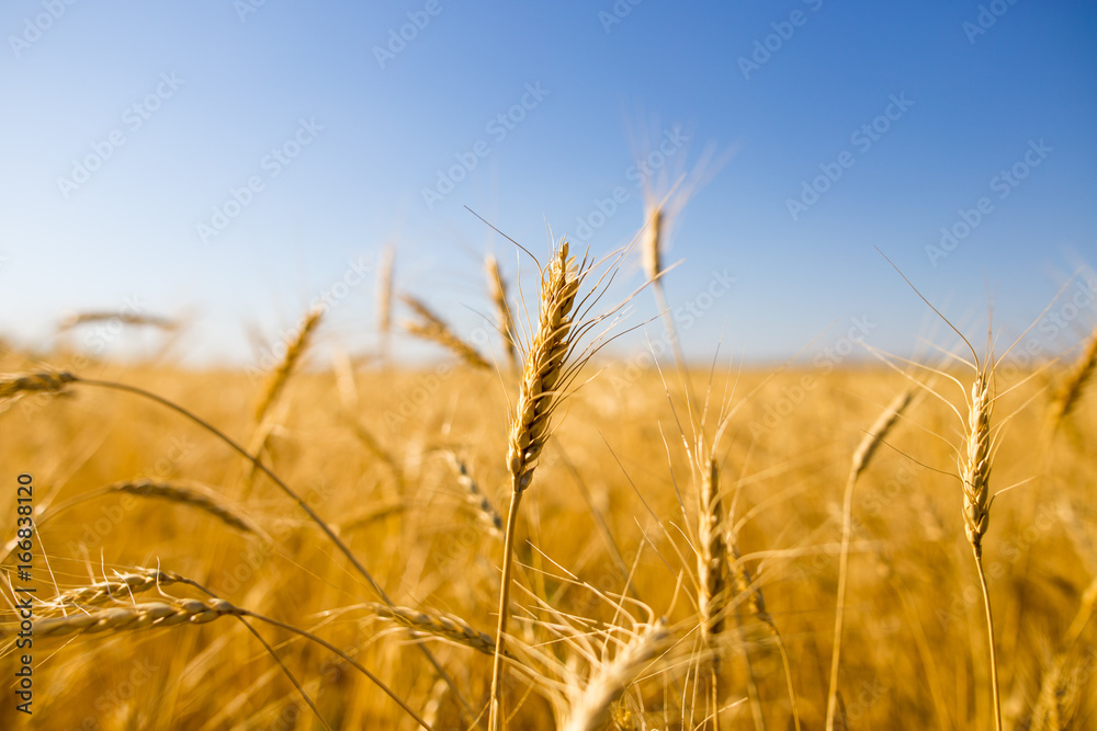 Yellow ears of wheat against the blue sky Yellow ears of wheat against the blue sky