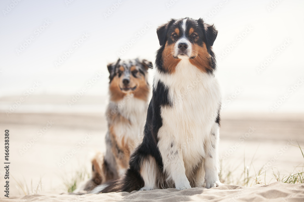 2 Hunde Australian Shepherd sitzen am Strand mit Meer im Hintergrund